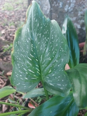 Zantedeschia