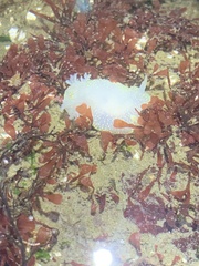 Acanthodoris nanaimoensis