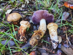 Cortinarius caligatus