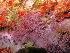 Amphiroa cryptarthrodia