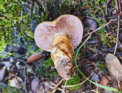Cortinarius caligatus