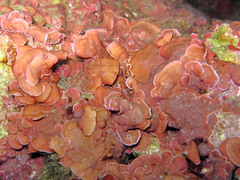 Mesophyllum expansum