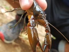 Cherax depressus