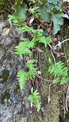 Polypodium