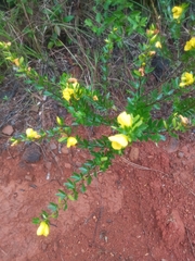 Allamanda cathartica