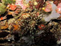 Cerianthus membranaceus