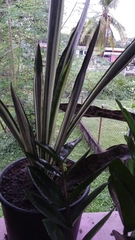 Sansevieria trifasciata