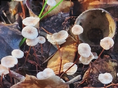 Crinipellis scabella