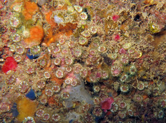 Polycyathus muellerae