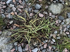 Plantago maritima