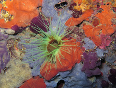 Cerianthus membranaceus