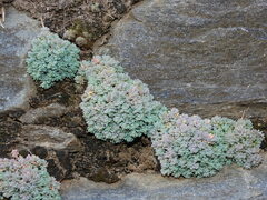 Sedum dasyphyllum