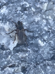 Coelopa