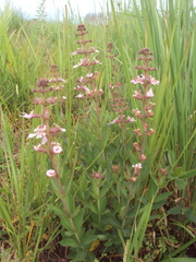 Cuphea lysimachioides