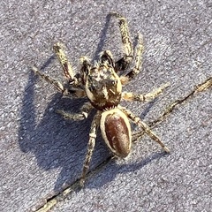 Eris militaris