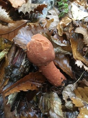 Hypomyces