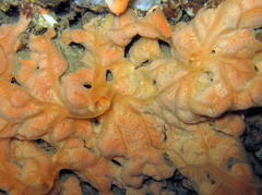 Spirastrella cunctatrix