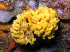Axinella damicornis