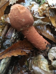 Hypomyces