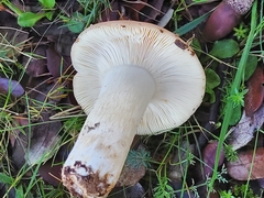 Russulales