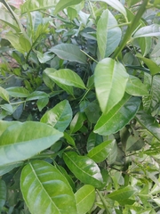 Citrus × aurantiifolia