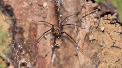 Eratigena inermis