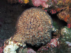 Cladocora caespitosa
