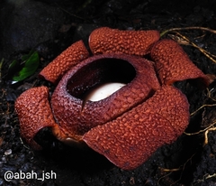 Rafflesia rochussenii