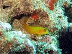 Parablennius pilicornis