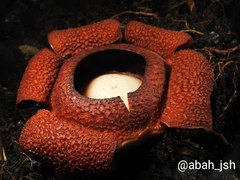 Rafflesia rochussenii