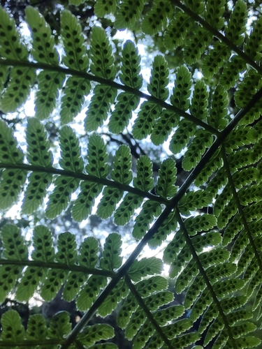 Dryopteris oligodonta image