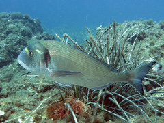Sparus auratus