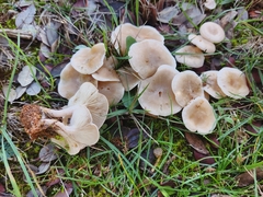 Clitocybaceae