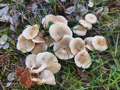 Clitocybaceae