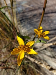 Bidens aurea