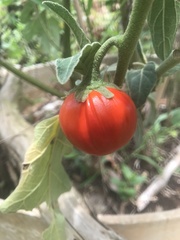 Solanum aethiopicum