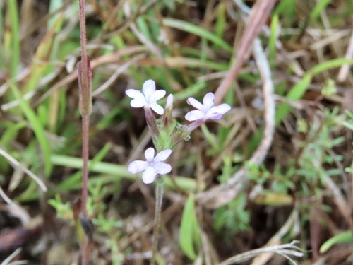Buchnera cruciata, photograph 2