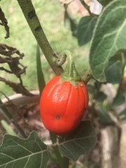 Solanum aethiopicum