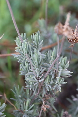 Lavandula