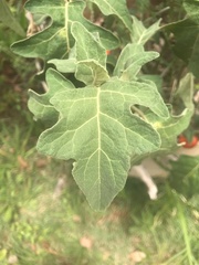Solanum aethiopicum
