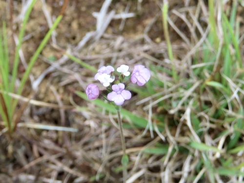 Buchnera cruciata, photograph 3
