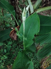 Canna indica
