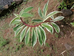 Hellenia speciosa