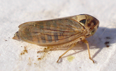 Macropsis scotti