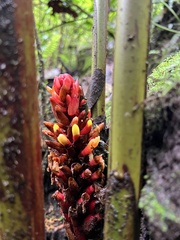 Renealmia thyrsoidea