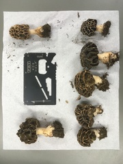Morchella