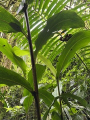 Renealmia thyrsoidea