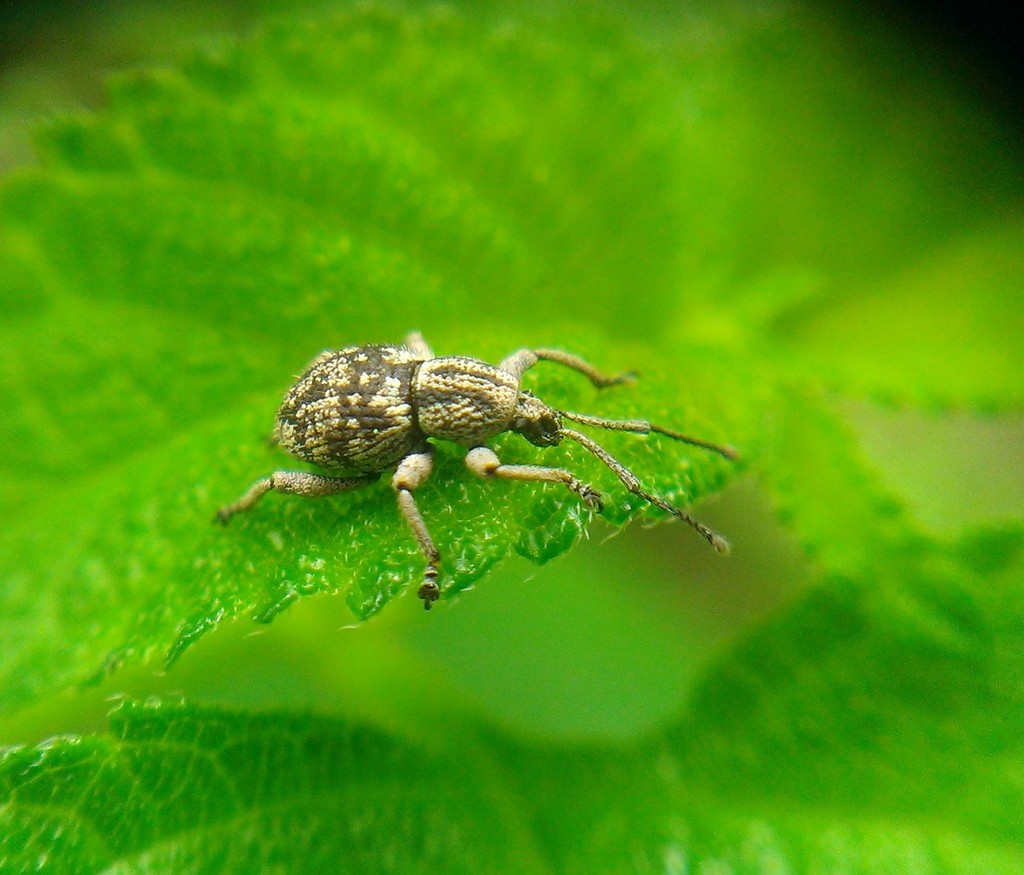 Neopyrgops