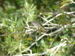 Phylloscopus bonelli