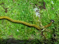 Bipalium kewense